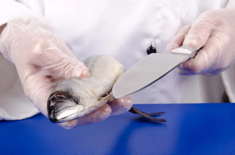 Mit Handschuhen bekleidete Hände machen sich bereit, einen Fisch auf einem blauen Schneidebrett mit einem scharfen Messer zu filetieren.