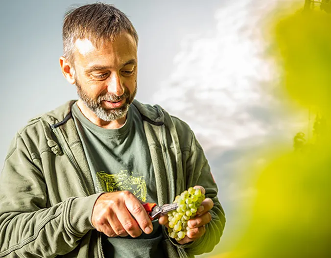 Ein bärtiger Mann in einer grünen Jacke schneidet in einer sonnigen Außenkulisse mit einer Schere eine Traube grüner Weintrauben ab.
