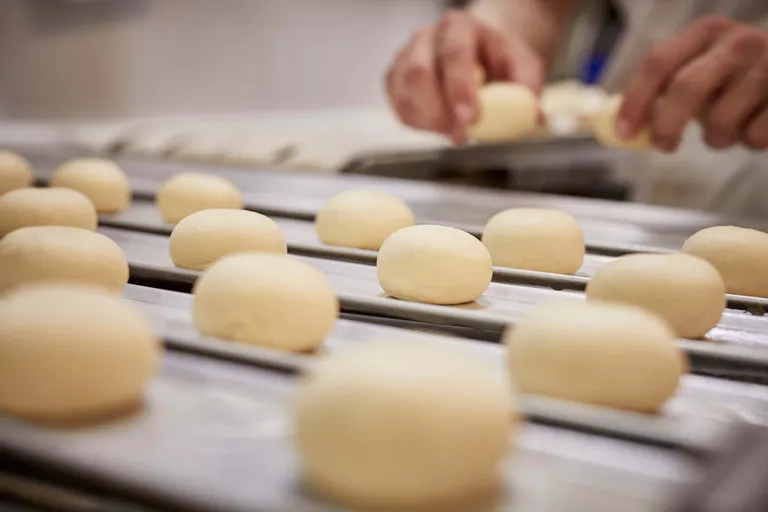 Mehrere frisch geformte Germteig-Krapfen werden zum Rasten auf ein großes Blech gegeben