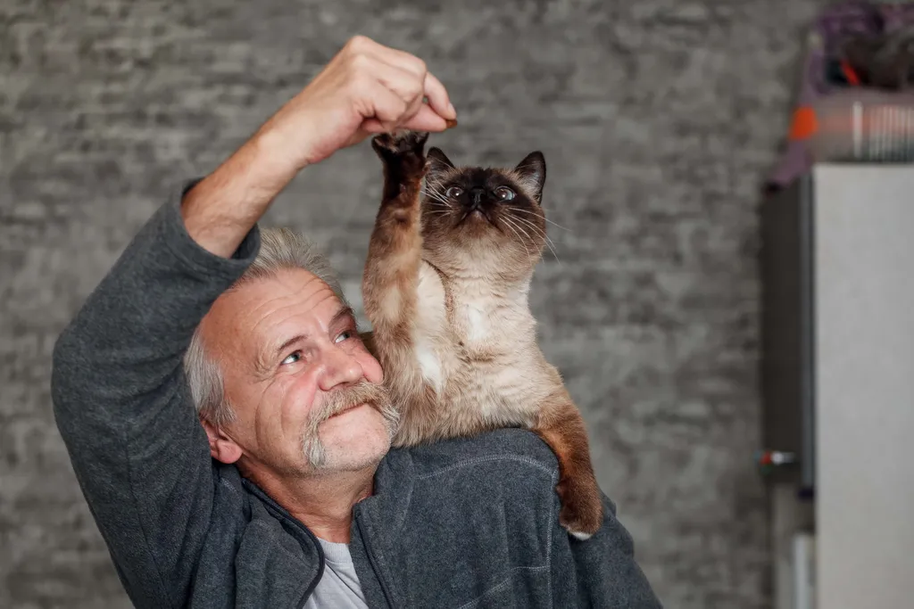 Mann hält ein Leckerli hoch, während die Katze danach greift