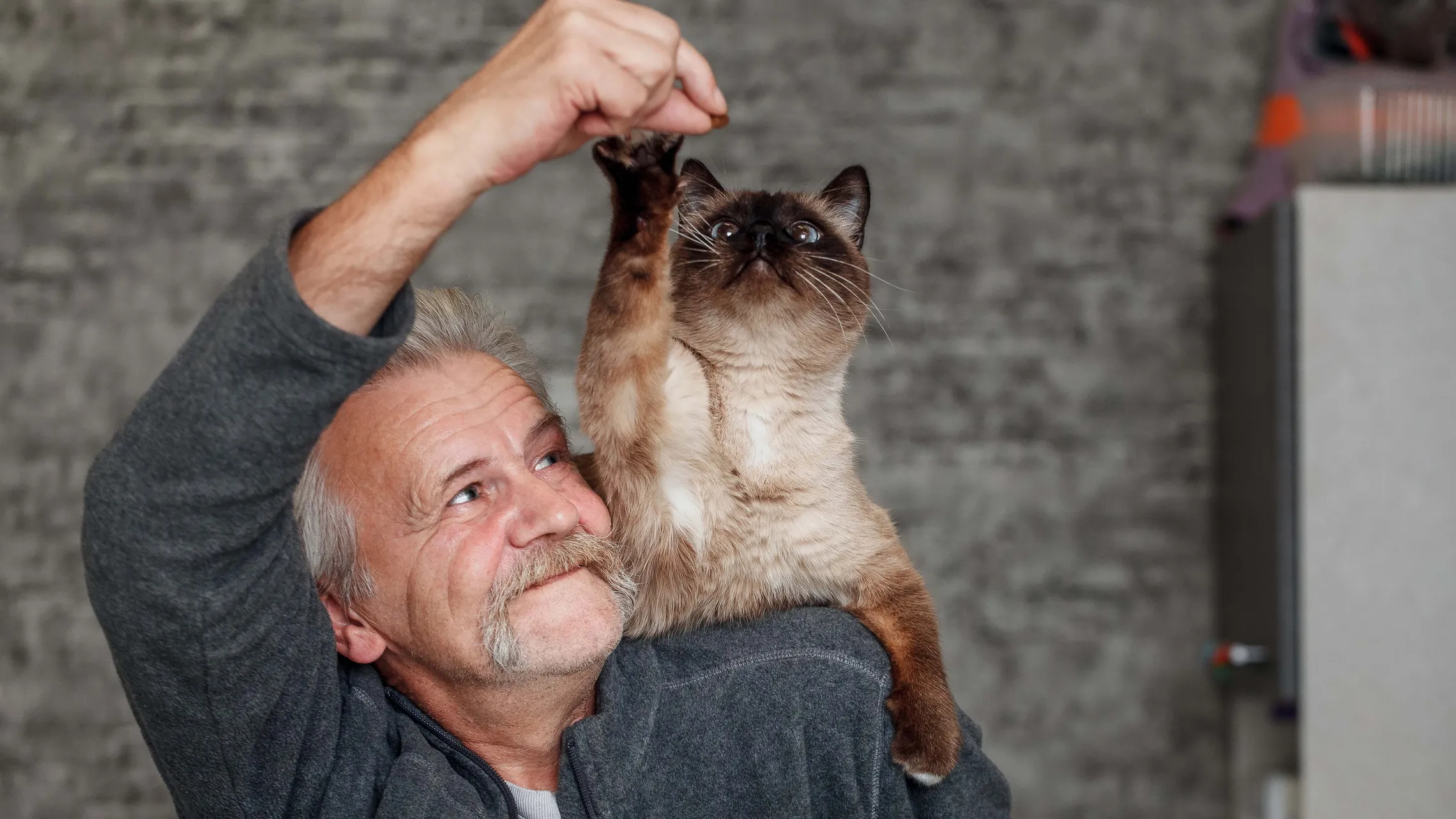 Mann hält ein Leckerli hoch, während die Katze danach greift