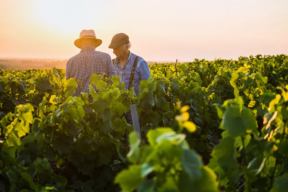Zwei Menschen mit Hüten stehen bei Sonnenuntergang inmitten üppig grüner Reben und unterhalten sich in einem Weinberg.