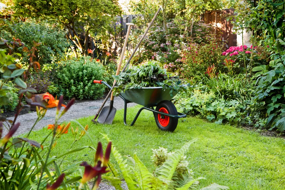 Schubkarre befüllt mit Strauchschnitt in einem üppig grünen Garten