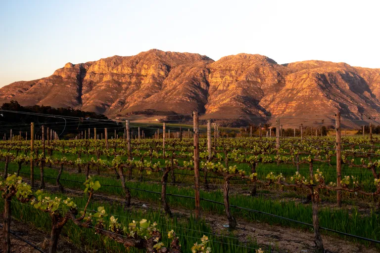 Vineyard with rows of grapevines and poles, set against the backdrop of a sunlit mountain range at sunset.