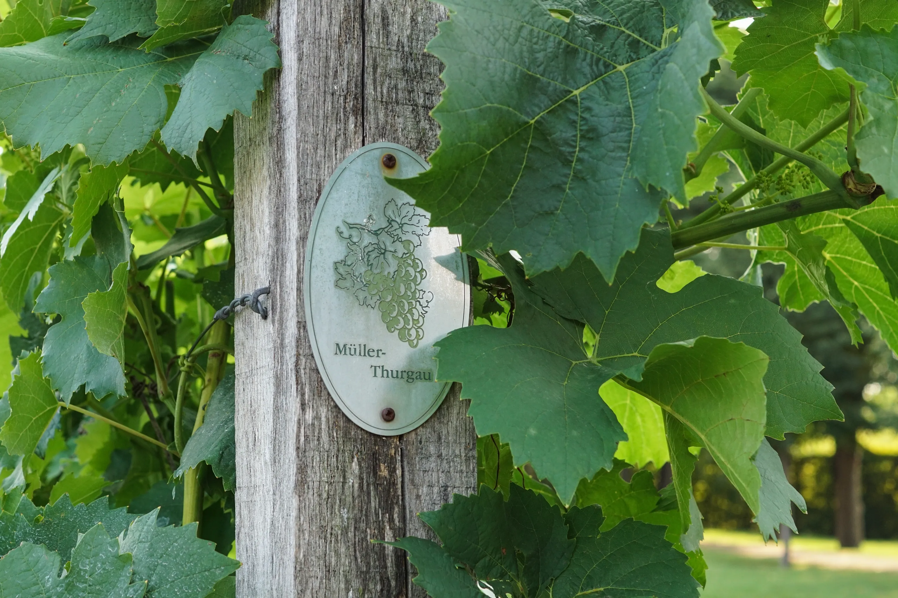 Ein Holzpfahl mit einer Weinrebe und üppig grünen Blättern, an dem eine Metallplakette mit der Aufschrift „Müller-Thurgau“ und der Abbildung einer Weintraube angebracht ist.
