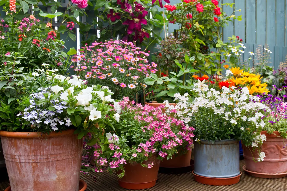 Eine Terrasse voller Blumentöpfe mit Blühpflanzen