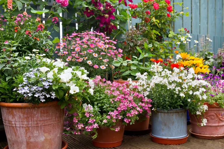 Eine Terrasse voller Blumentöpfe mit Blühpflanzen