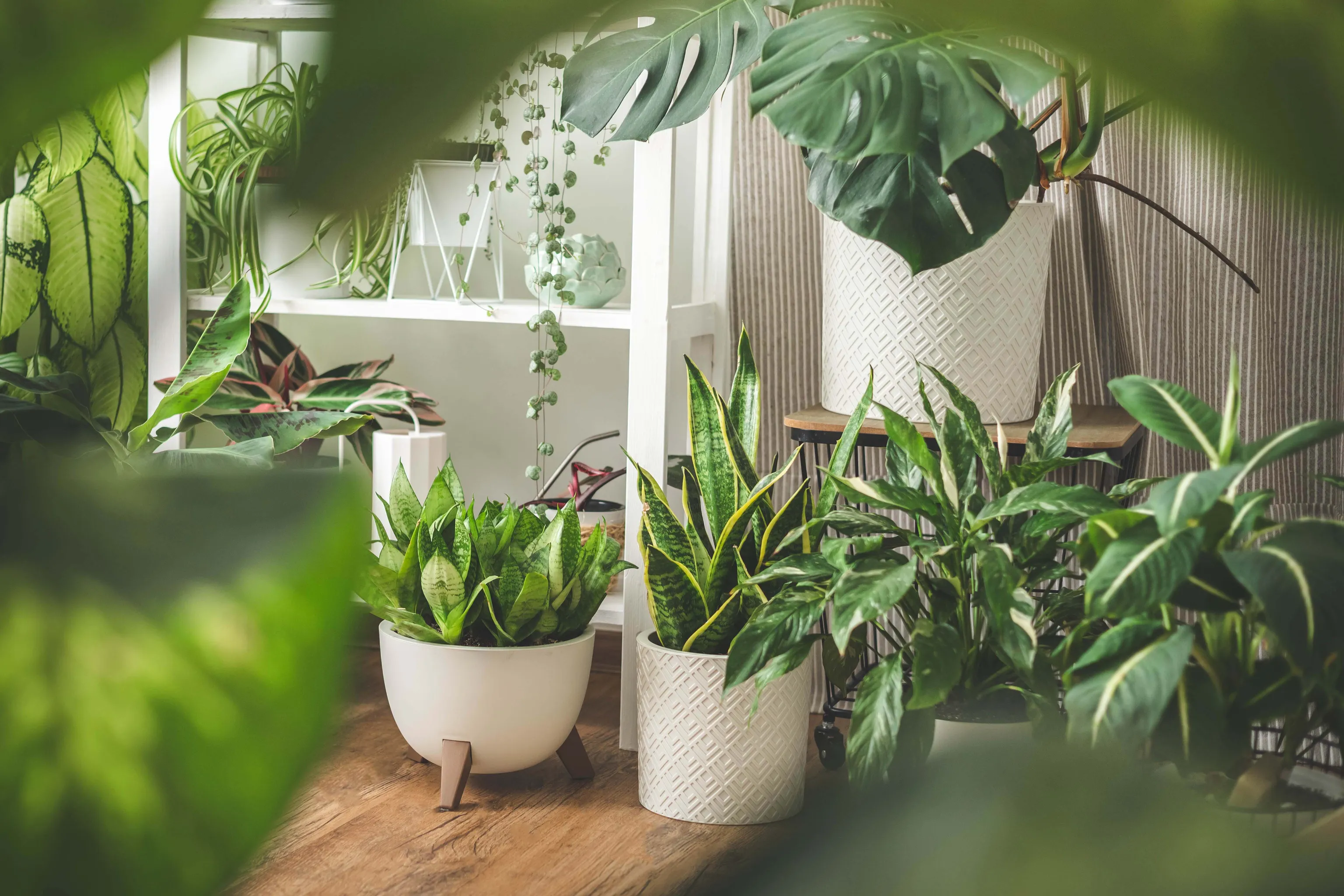 Ein Zimmer dekoriert mit grünen Zimmerpflanzen in großen Töpfen