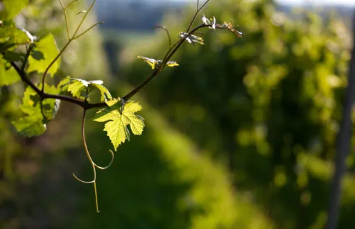 Nahaufnahme einer Weinrebe mit grünen Blättern und einer Ranke vor dem Hintergrund eines verschwommenen Weinbergs im sanften Sonnenlicht.