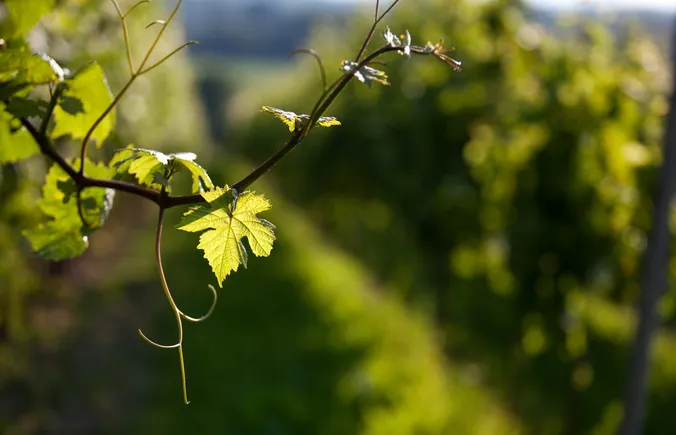 Nahaufnahme einer Weinrebe mit grünen Blättern und einer Ranke vor dem Hintergrund eines verschwommenen Weinbergs im sanften Sonnenlicht.