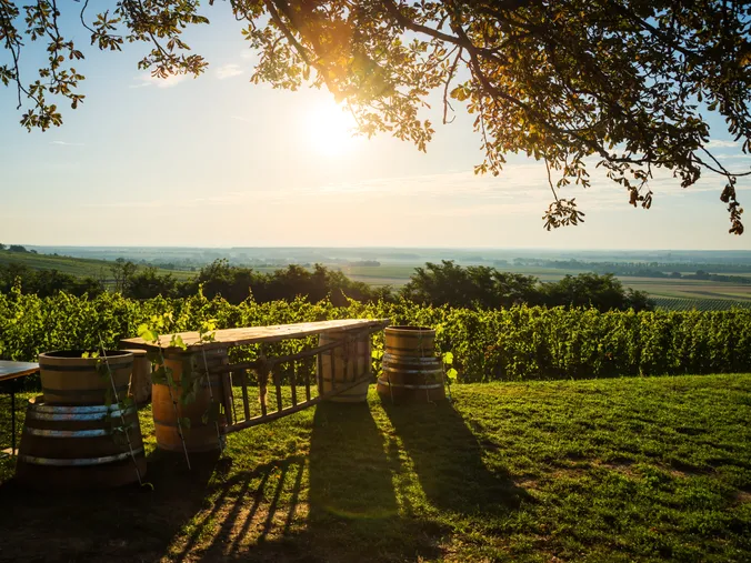 Ein Weinberg bei Sonnenuntergang mit Holzfässern und einem Tisch unter einem Baum, mit Blick auf grüne Felder und den fernen Horizont.