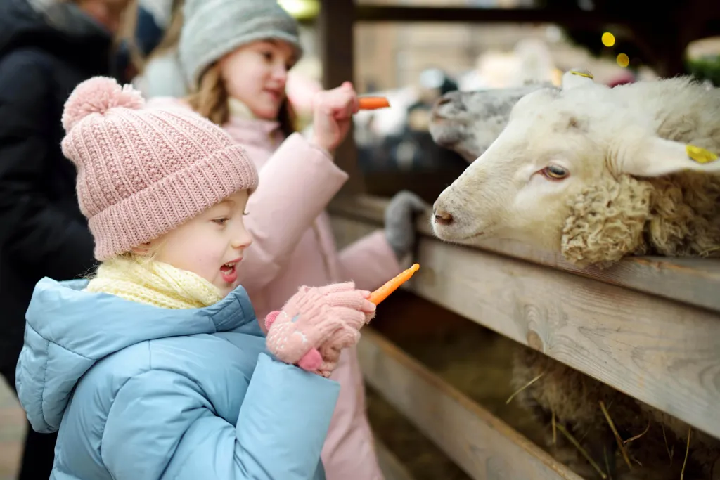Zwei Kinder füttern Schafe mit Karotten im Streichelzoo