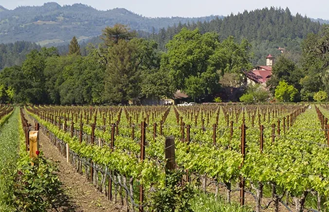 Ein Weinberg mit üppig grünen Weinreben, umgeben von Bäumen und Hügeln, im Hintergrund ein Gebäude mit rotem Dach vor einem strahlend blauen Himmel.