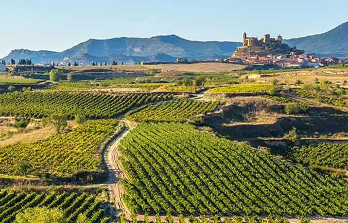 Ein Weinberg mit Reihen grüner Weinreben erstreckt sich über eine Landschaft, in der sich auf einem entfernten Hügel unter einem strahlend blauen Himmel eine Burg und eine Stadt abzeichnen.