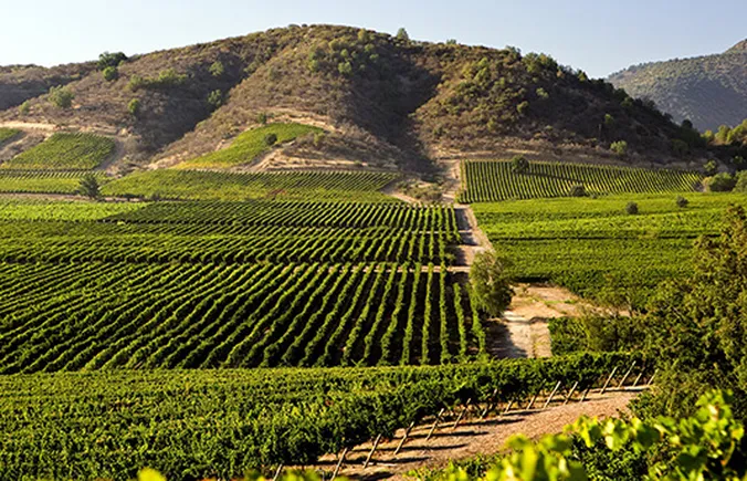 Unter einem strahlend blauen Himmel erstreckt sich ein üppiger Weinberg über sanfte Hügel, auf denen sich die Rebreihen ordentlich im Sonnenlicht aneinanderreihen.
