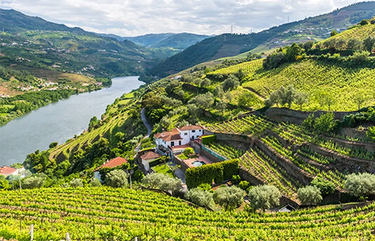 Üppige Weinbergterrassen erstrecken sich bis zu einem sich schlängelnden Fluss, umgeben von grünen Hügeln und einigen Häusern unter einem teilweise bewölkten Himmel.