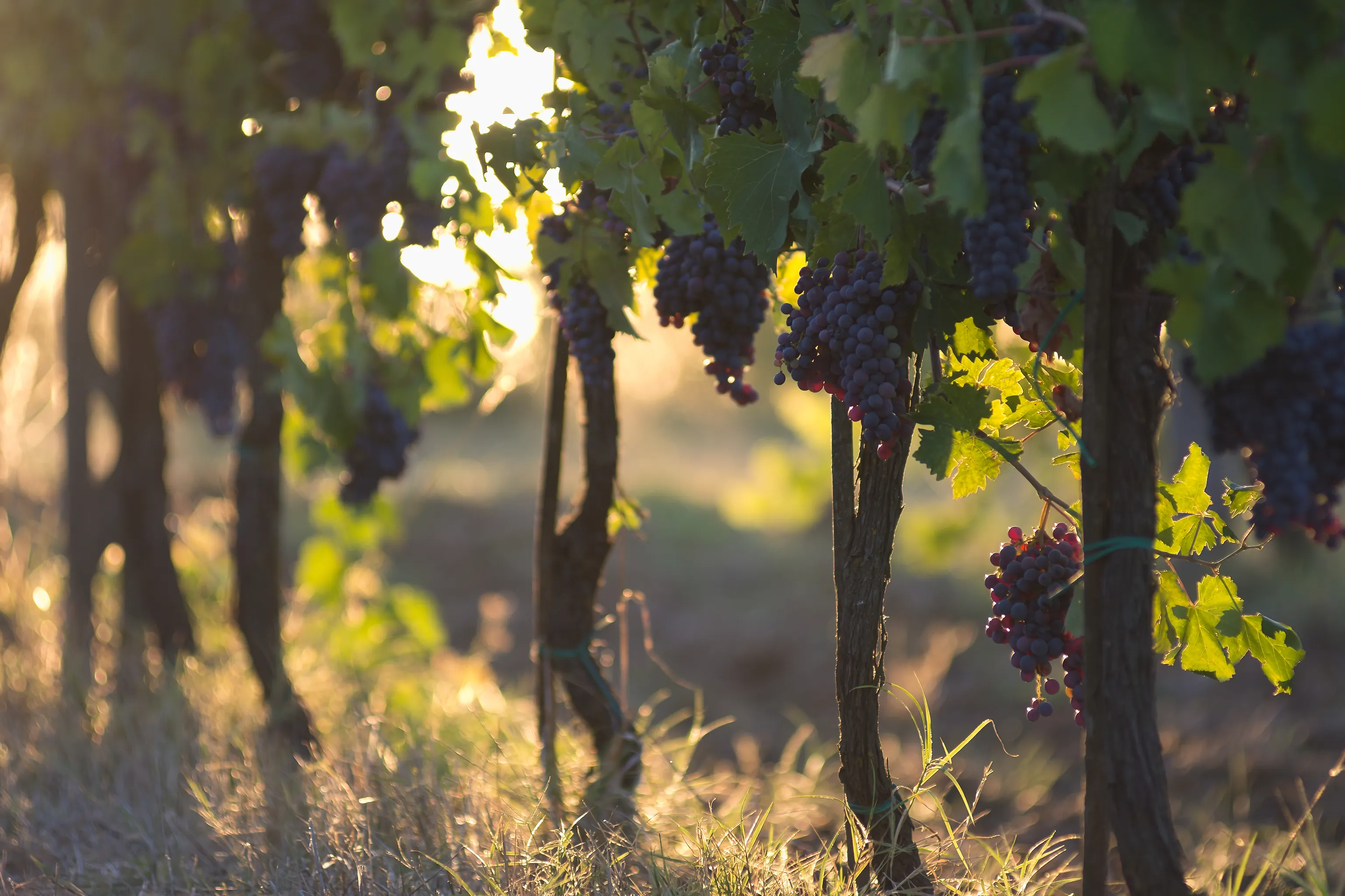 Weinstöcke mit reifen, violetten Trauben, die unter üppig grünen Blättern hängen und in einem Weinberg vom warmen Sonnenlicht beleuchtet werden.