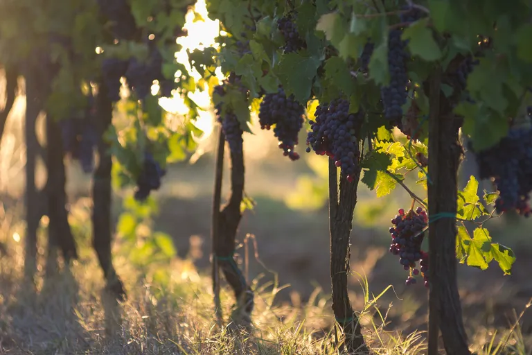 Weinstöcke mit reifen, violetten Trauben, die unter üppig grünen Blättern hängen und in einem Weinberg vom warmen Sonnenlicht beleuchtet werden.