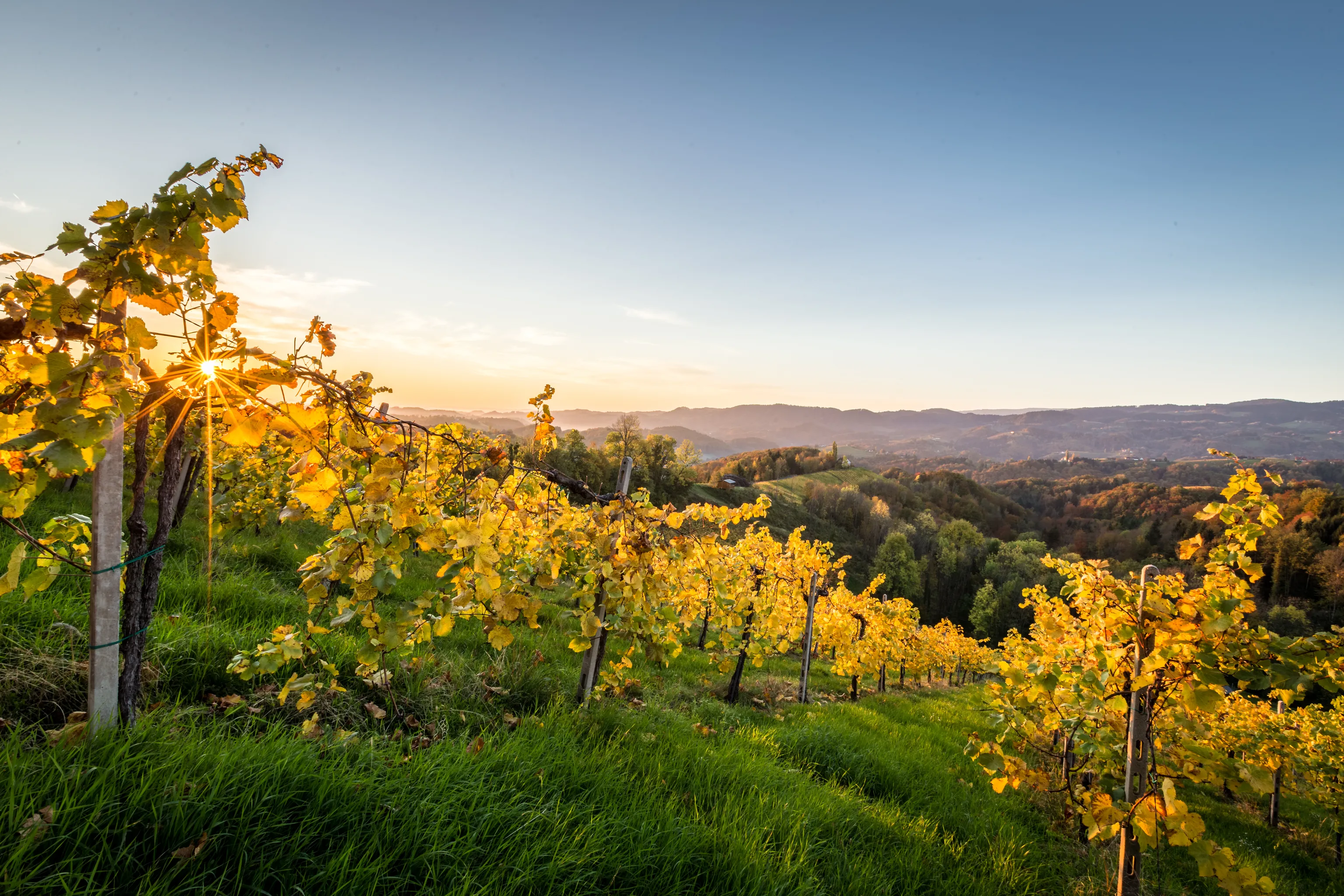 Sonnenuntergang über einem malerischen Weinberg mit üppig grünen und gelben Weinreben auf sanften Hügeln, umgeben von Wäldern und fernen Bergen.