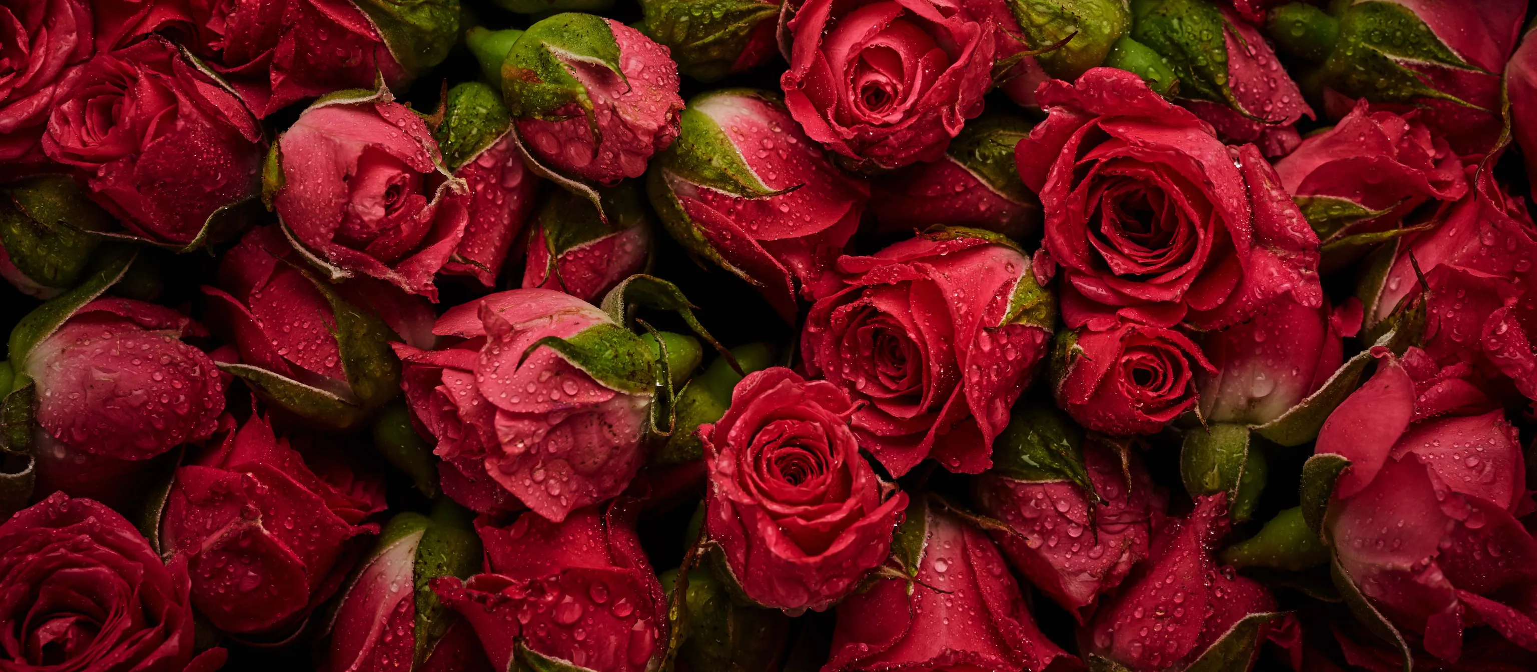Mehrere rote Rosen mit Wassertropfen liegen auf einem ästetischer Haufen