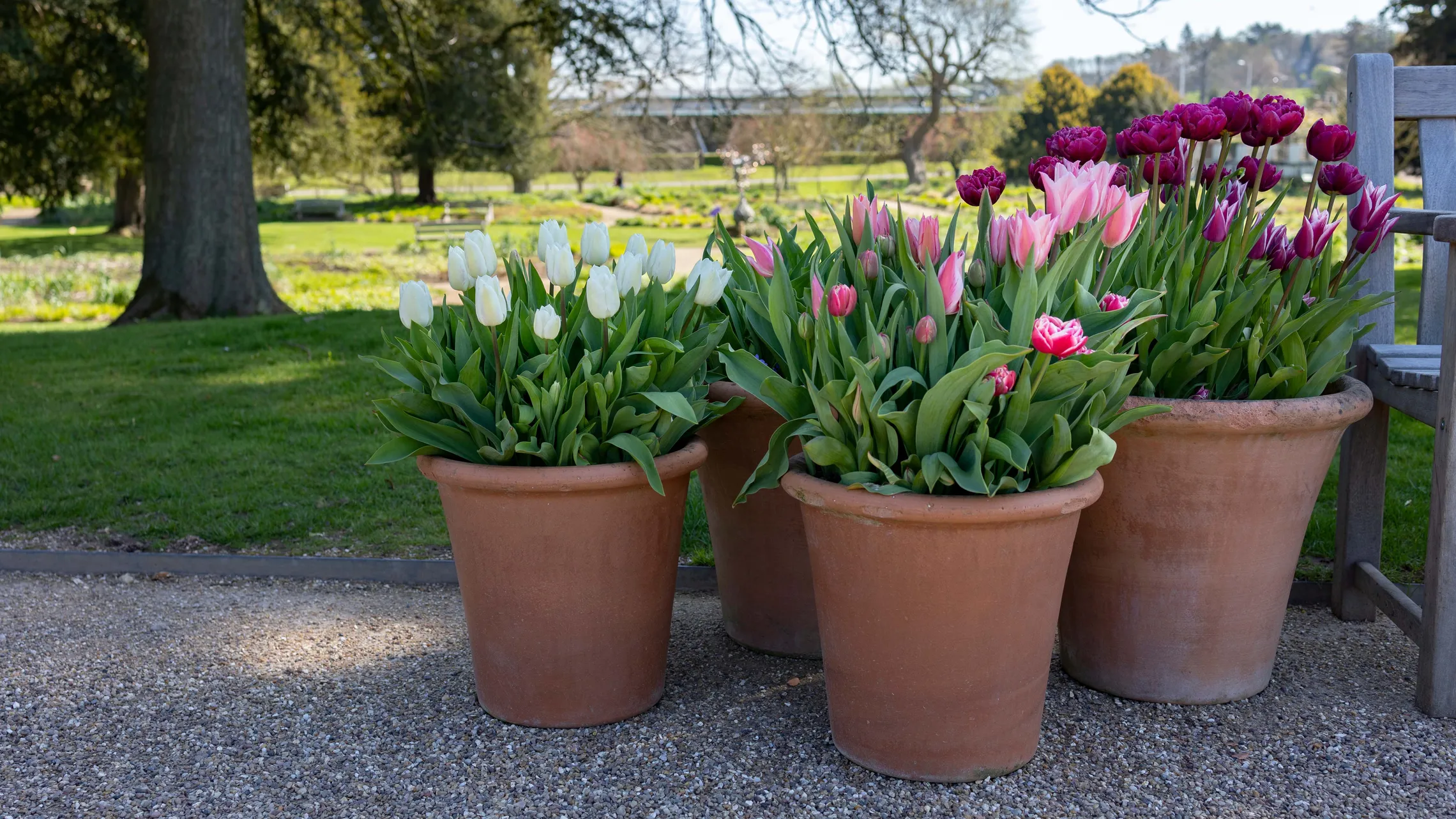 Tulpen in großen Keramiktöpfen in einem weitläufigen Park