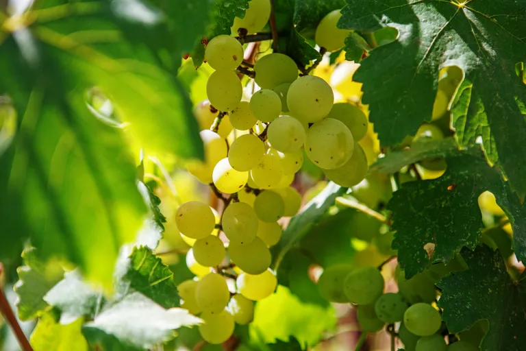 Eine Traube grüner Weintrauben, die an einer Rebe mit üppig grünen Blättern hängt und im Sonnenlicht badet.