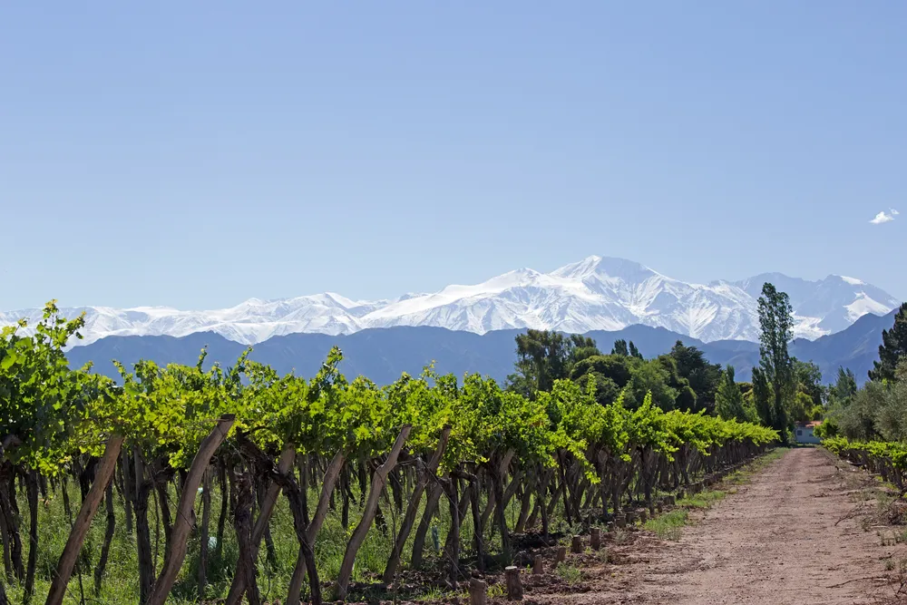 Weinbaugebiet in Argentinien, mit Bergen im Hintergrund