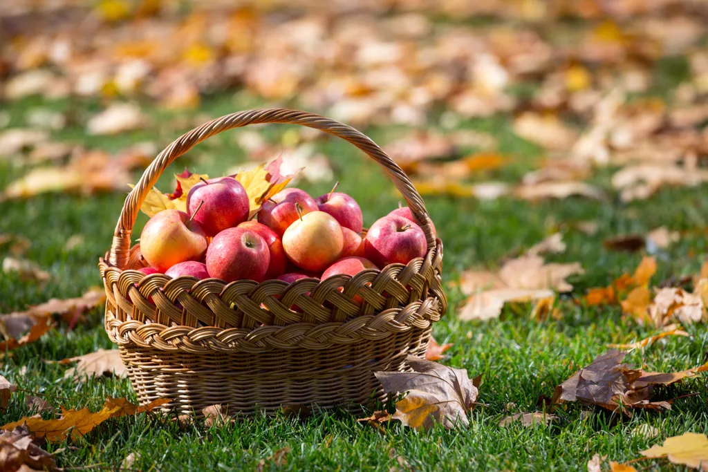 Ein mit roten Äpfeln gefüllter Weidenkorb steht auf grünem Gras, umgeben von herabgefallenen Herbstblättern.