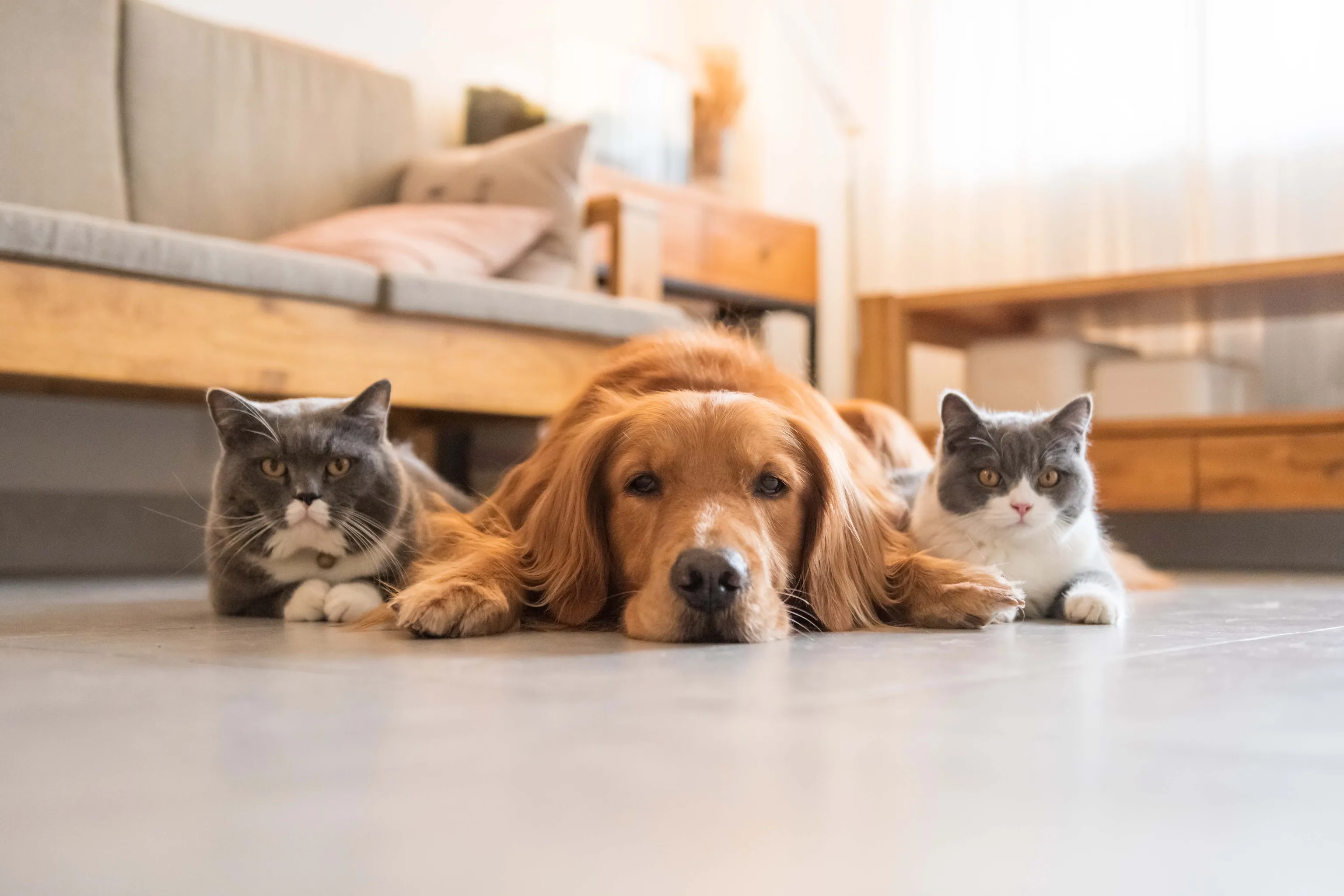 Hund liegt zwischen zwei Katzen auf dem Boden