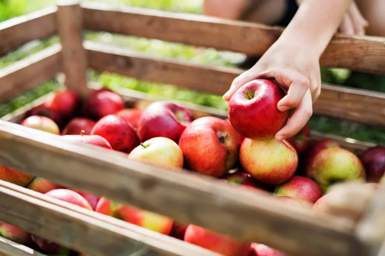 Hand greift frischen roten Apfel aus einer Holzkiste mit frisch geernteten Äpfeln