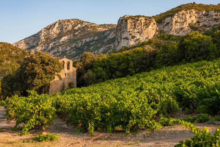 Weinbaugebiet in Frankreich