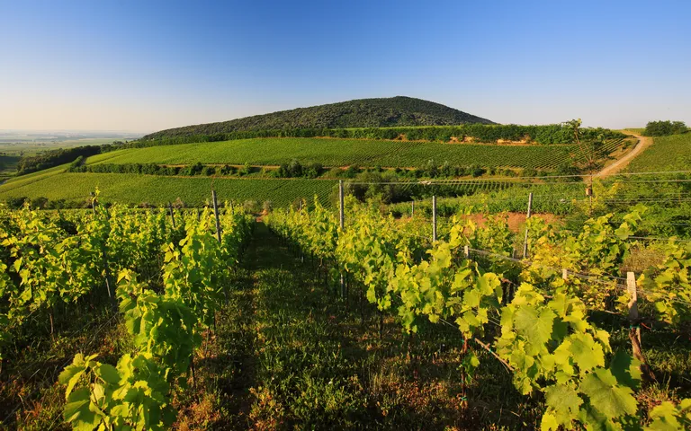 A scenic vineyard with lush green grapevines, gently rolling hills, and a clear blue sky in the background.