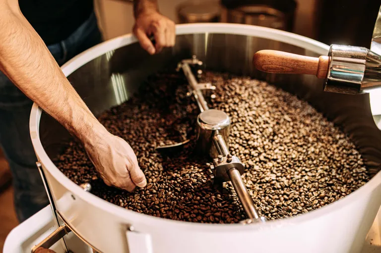 Frisch geröstete Kaffeebohnen werden in einer professionellen Kaffeeröstmaschine von Hand geprüft