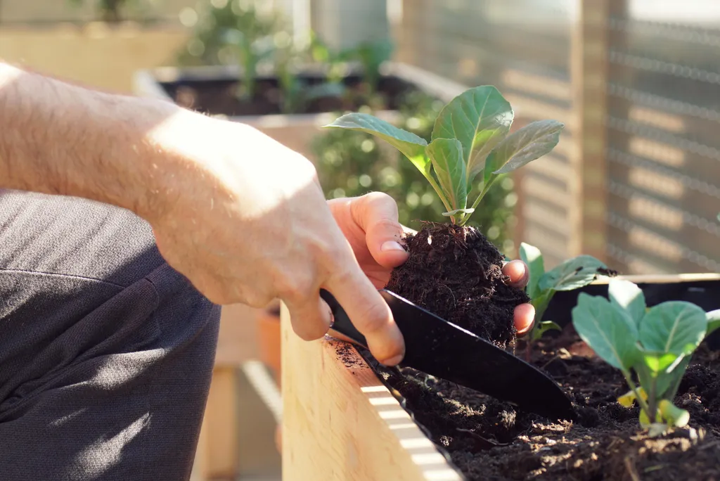 Gemüsepflanzen am Balkon - Wohlpflanzen werden in ein Mini.Hochbeet eingepflanzt