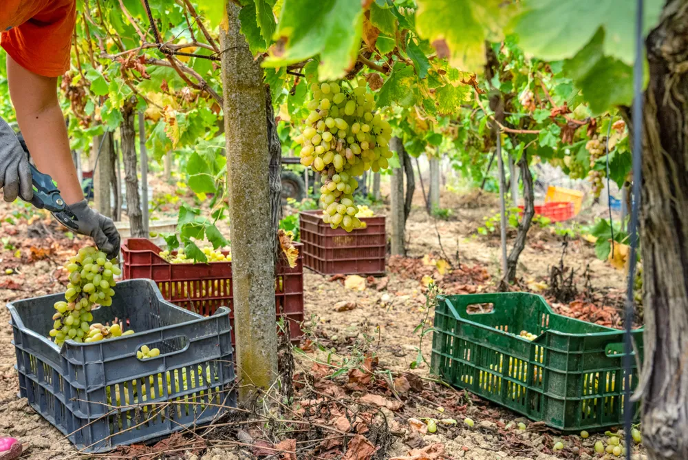 Weinbaugebiet in Griechenland