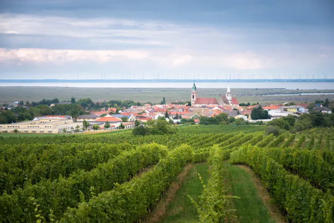 Blick vom Weinberg auf eine Stadt und im Hintergrund den Neusiedlersee