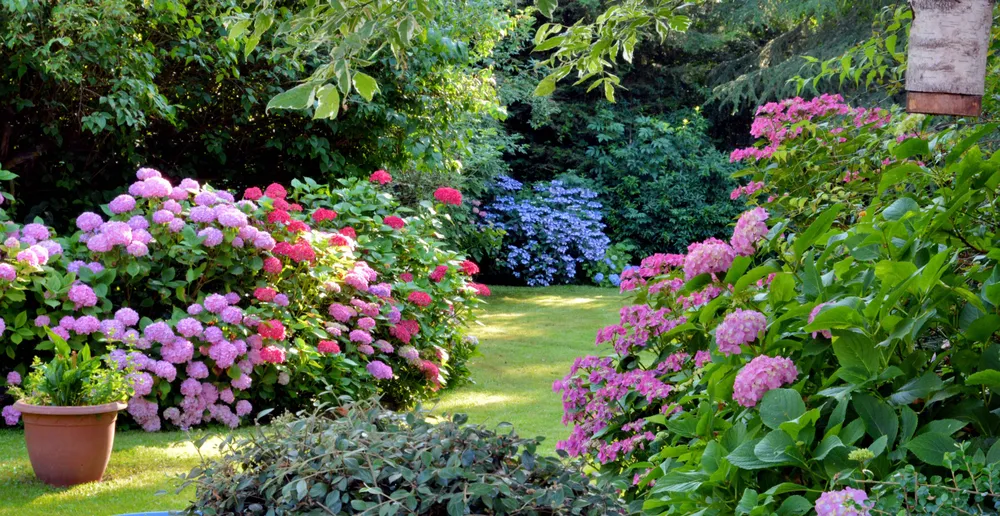 Ein üppiger Garten voller leuchtend rosa, roter und blauer Hortensien inmitten von grünem Laub an einem sonnigen Tag.