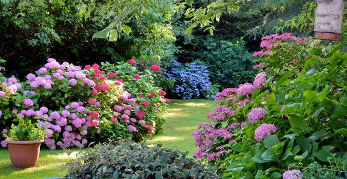 Ein üppiger Garten voller leuchtend rosa, roter und blauer Hortensien inmitten von grünem Laub an einem sonnigen Tag.
