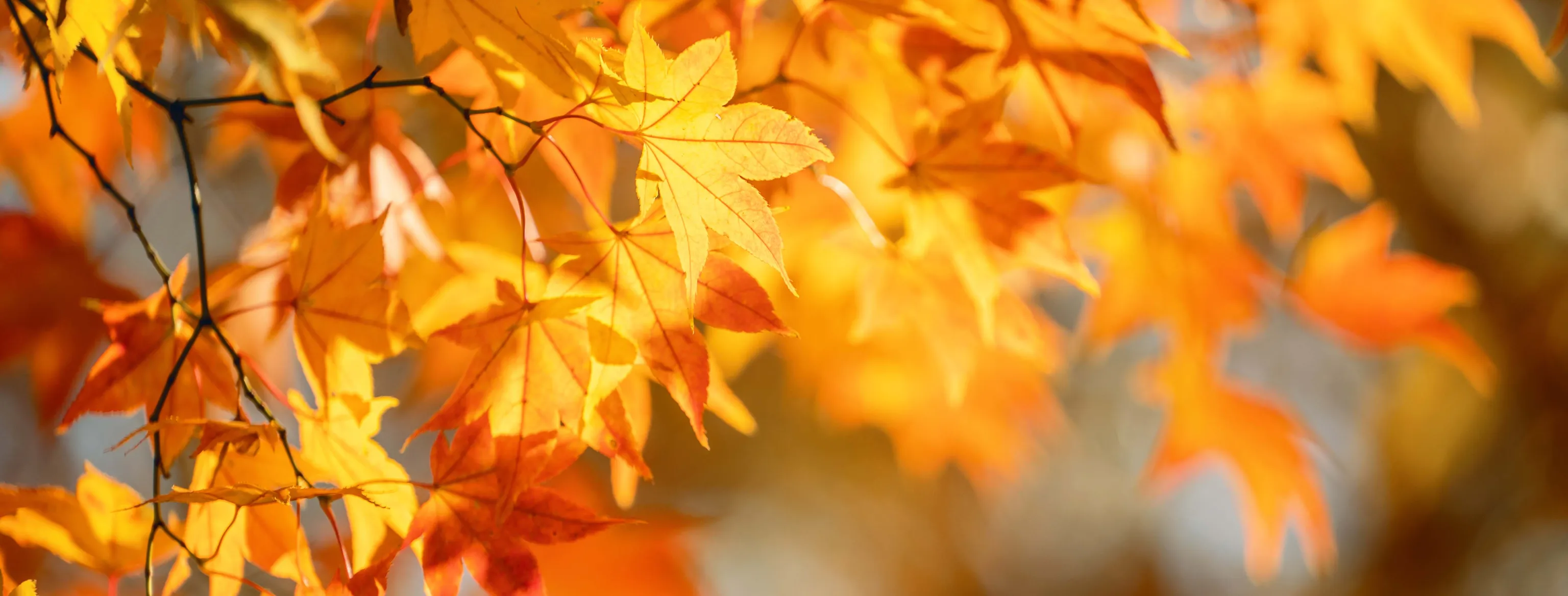 Nahaufnahme von leuchtend orangefarbenen Herbstblättern an Ästen, sanft vom Sonnenlicht beleuchtet, mit unscharfem Hintergrund.