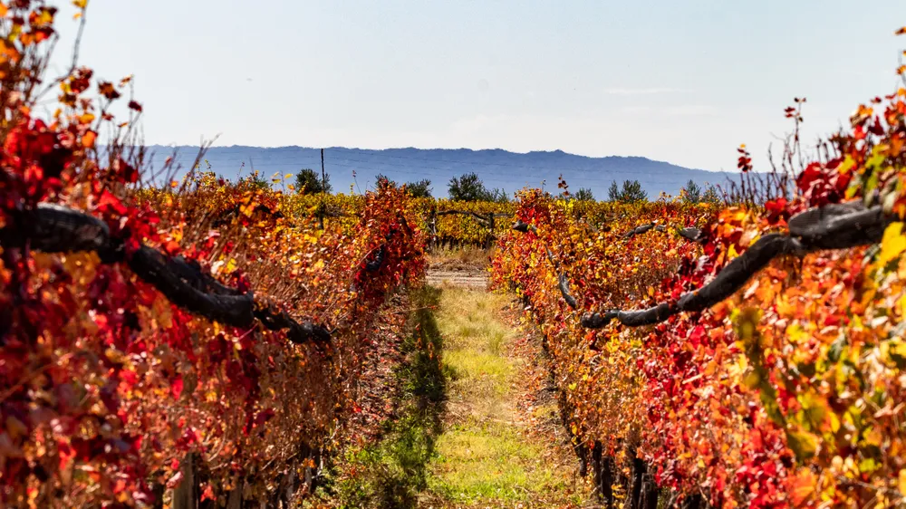 Weinbaugebiet in Argentinien, im Herbst