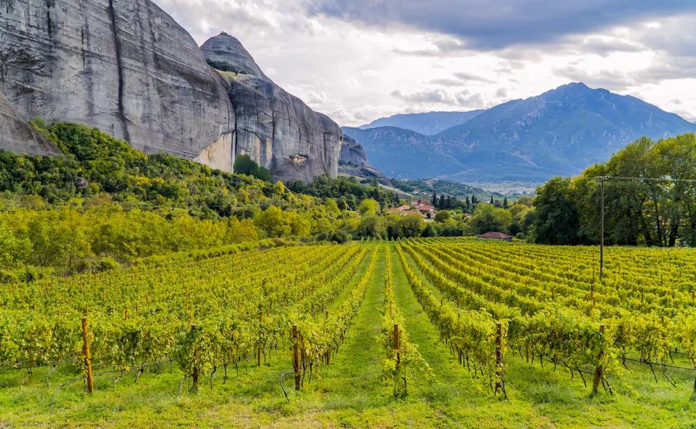 Weinbaugebiet in Griechenland