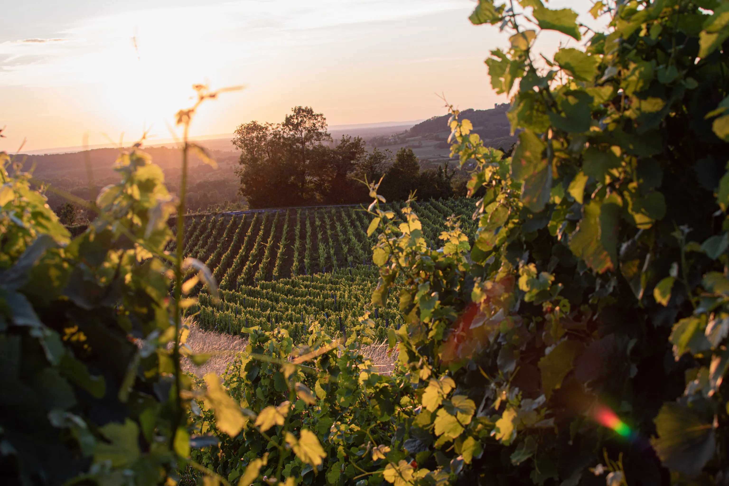 Sonnenuntergang über einem üppigen Weinberg, dessen Rebreihen von Blättern eingerahmt werden und die Landschaft in ein warmes, goldenes Licht tauchen.