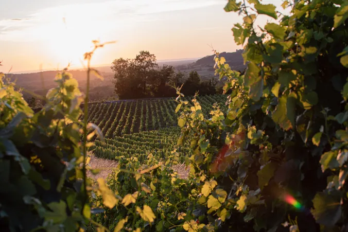Sonnenuntergang über einem üppigen Weinberg, dessen Rebreihen von Blättern eingerahmt werden und die Landschaft in ein warmes, goldenes Licht tauchen.