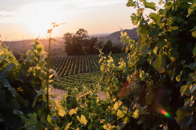 Sonnenuntergang über einem üppigen Weinberg, dessen Rebreihen von Blättern eingerahmt werden und die Landschaft in ein warmes, goldenes Licht tauchen.