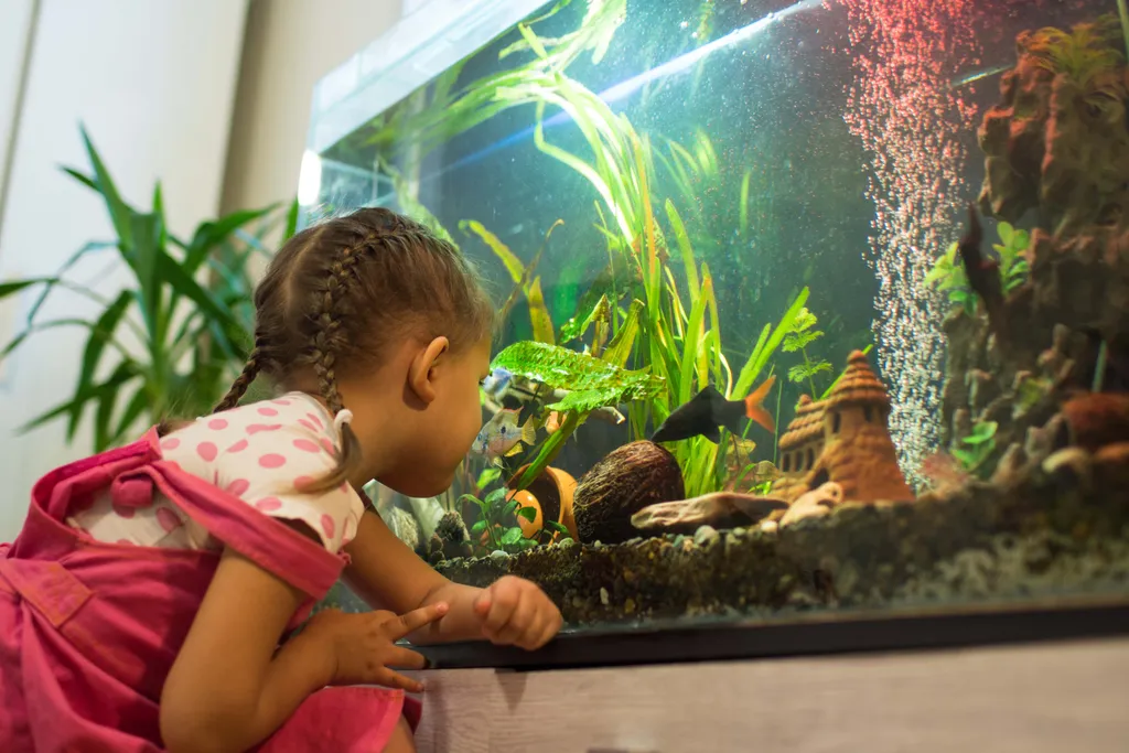 Kind betrachtet aufmerksam Fische in einem Aquarium