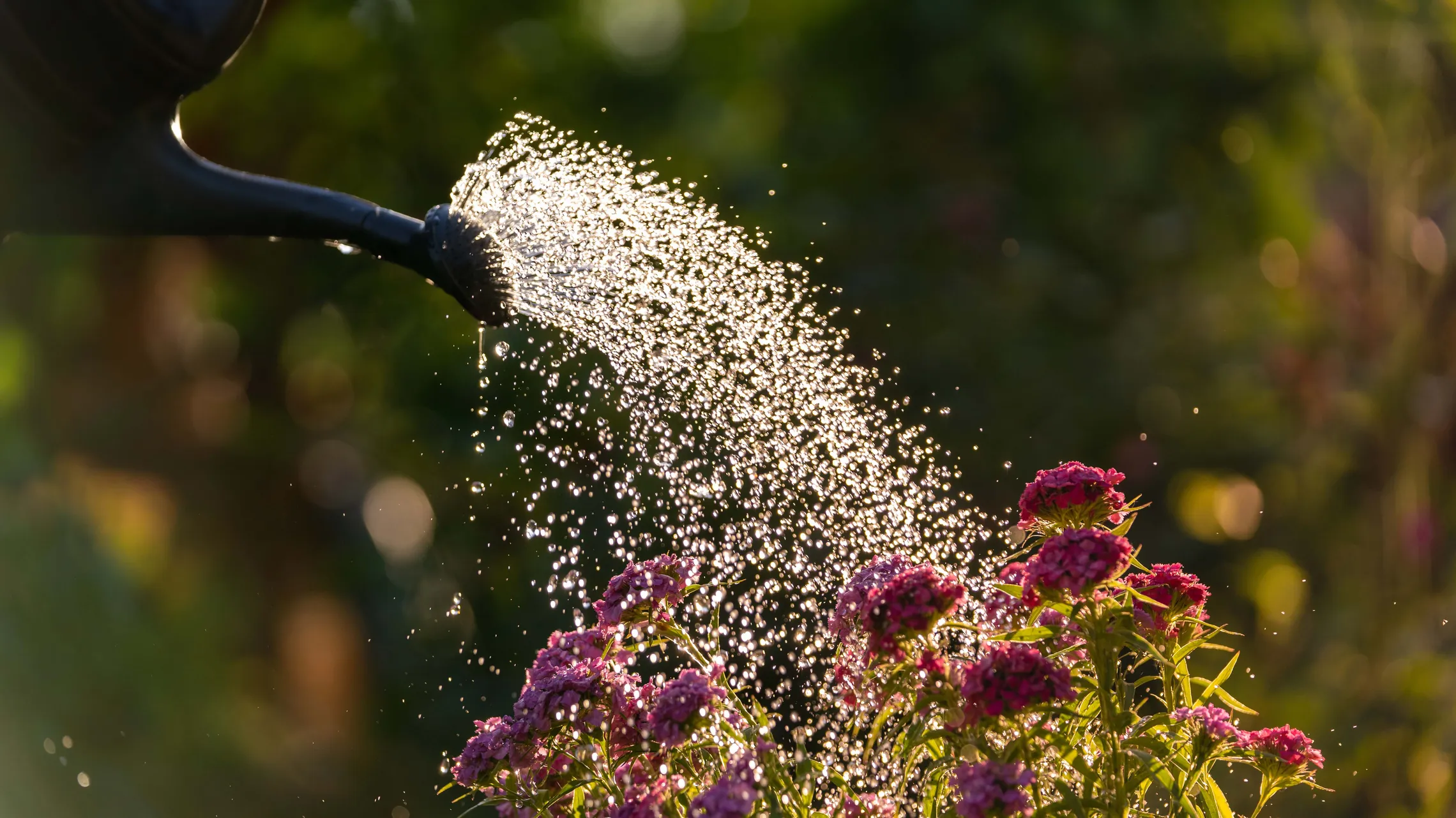 Wasser aus einer Gießkanne benetzt rosa Blumen in einem Garten, während das Sonnenlicht die Wassertropfen zum Leuchten bringt.