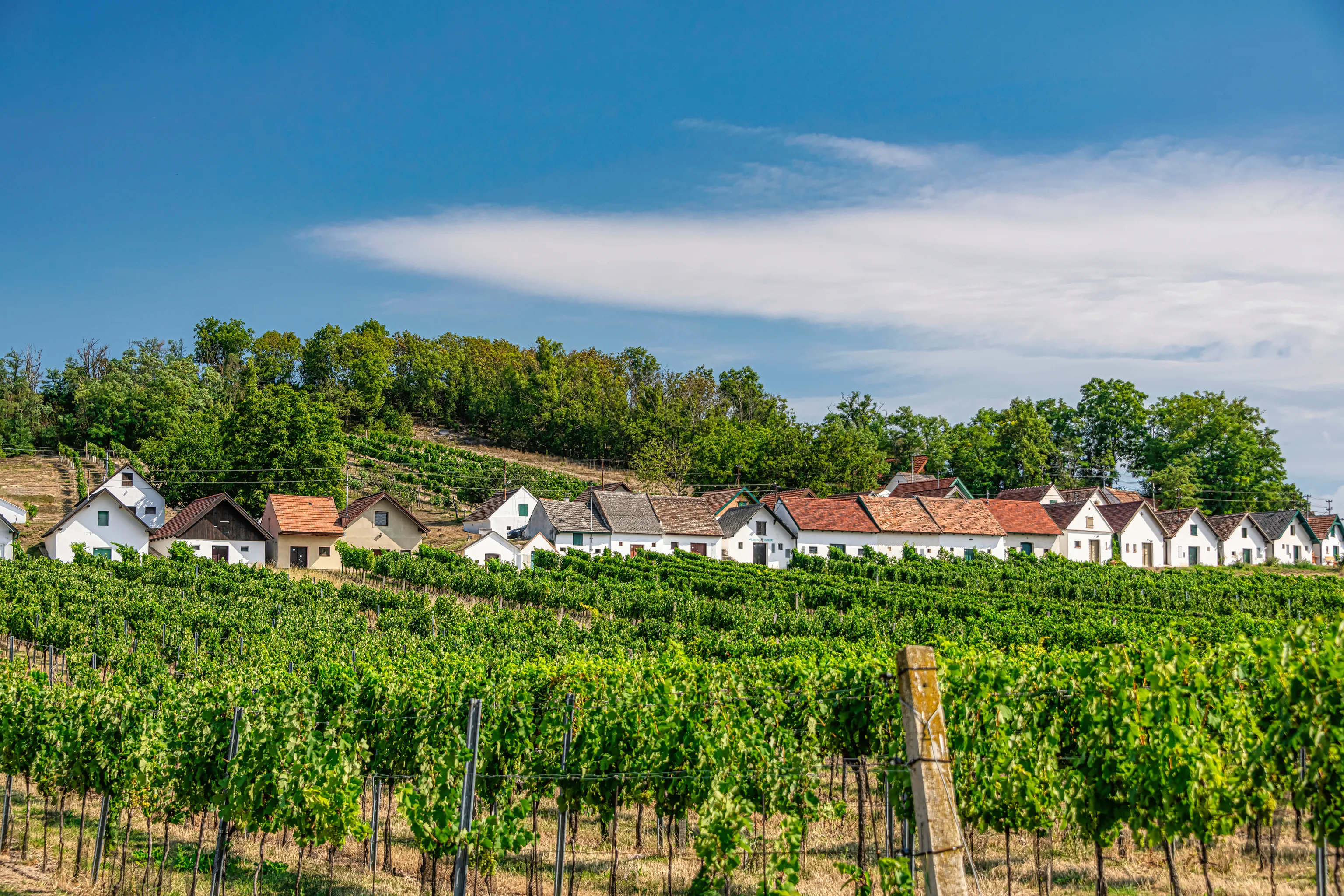 Weinlandschaft im Weinviertel mit Weinreben im Vordergrund und weißen Häusern im Hintergrund