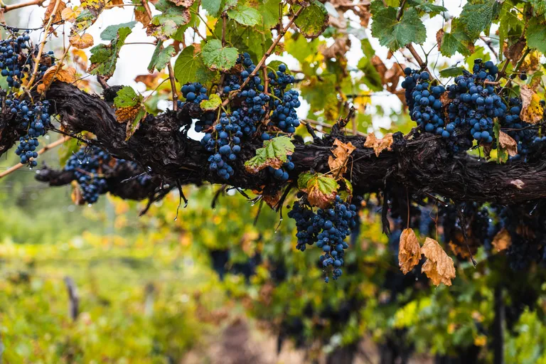 Traubenbüschel reifer, violetter Trauben, die an einer Rebe mit grünen und braunen Blättern in einem Weinberg hängen.