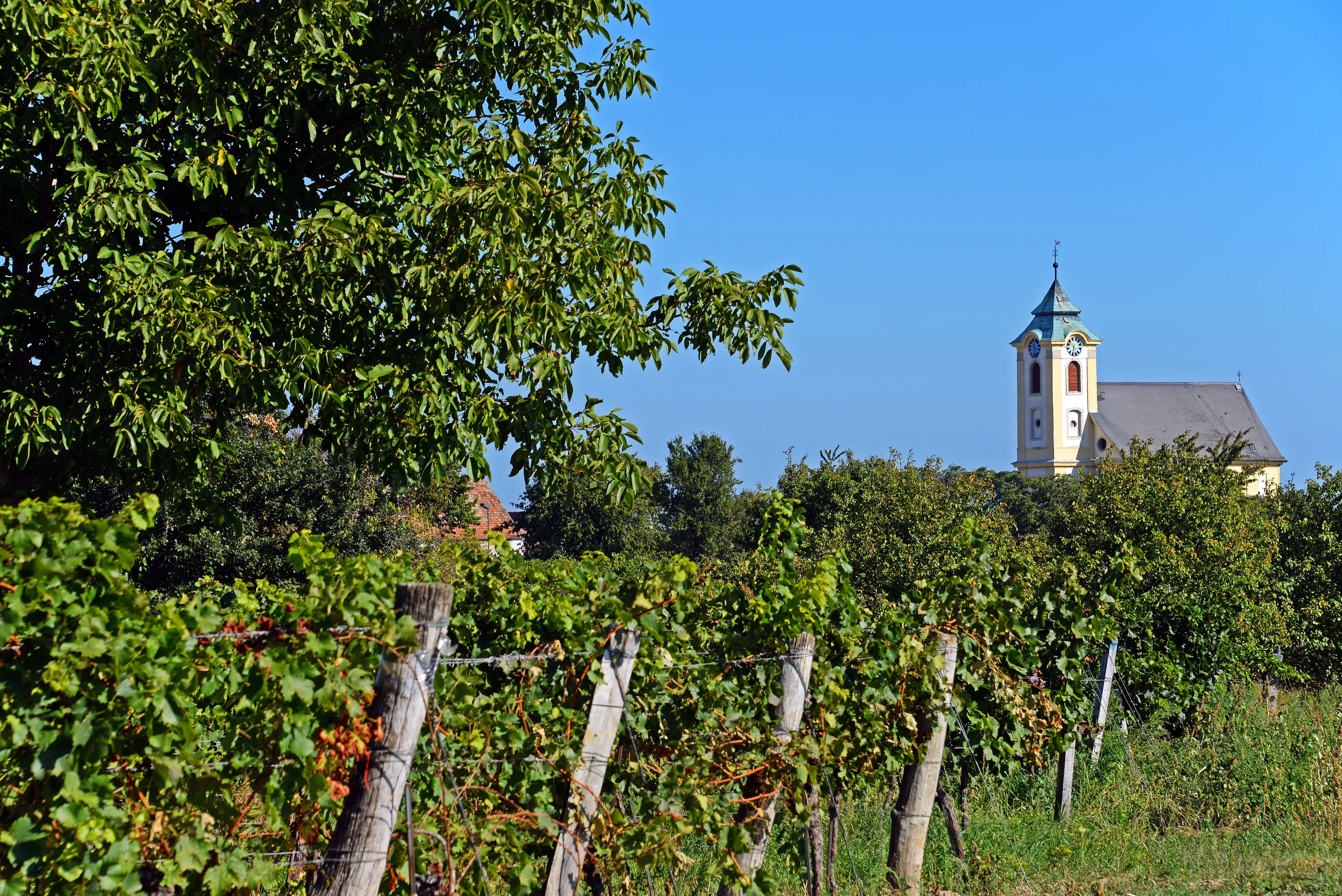 Weinberge mit reifen, blauen Trauben, im Hintergrund eine Kirche und blauer Himmel
