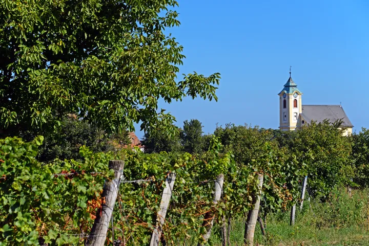 Weinberge mit reifen, blauen Trauben, im Hintergrund eine Kirche und blauer Himmel